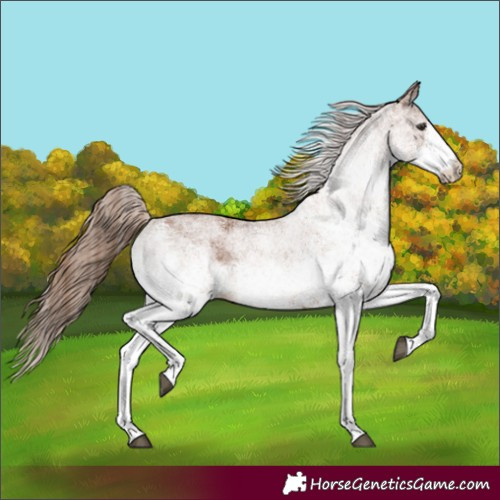 Horse Color:White Spotted Chestnut 
