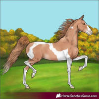 Horse Color:Gold Champagne Splash Tobiano 