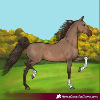 Horse Color:Liver Red Dun Tobiano