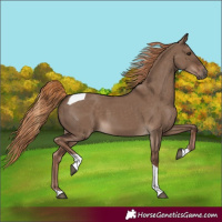 Horse Color:Liver Red Dun Tobiano