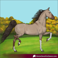 Horse Color:Liver Red Dun Tobiano
