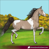 Horse Color:Liver Red Dun Splash Tobiano 