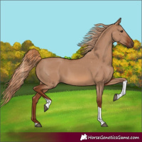 Horse Color:Red Dun Tobiano