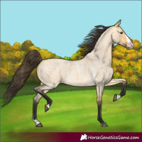 Horse Color:Buckskin Roan Dun Splash
