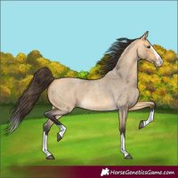 Horse Color:Buckskin Roan Dun Splash