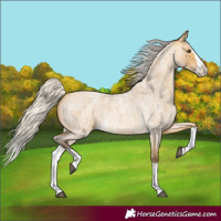 Horse Color:Silver Buckskin Roan Dun Splash 