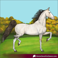 Horse Color:Buckskin Roan Dun Splash