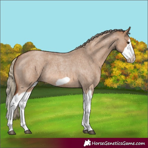 Horse Color:Red Dun Roan Splash Frame Rabicano