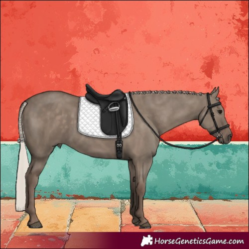 Horse Color:Silver Grullo Rabicano 