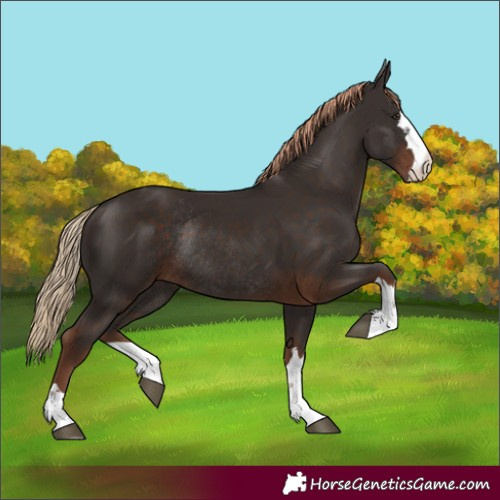 Horse Color:Liver Chestnut Rabicano 