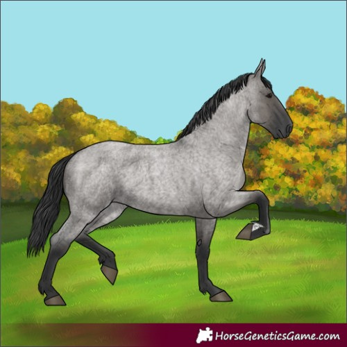 Horse Color:Grullo Roan