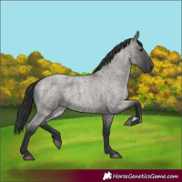 Horse Color:Grullo Roan 