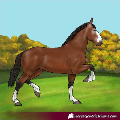 Horse Color:Gray Bay 