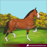Horse Color:Bay 