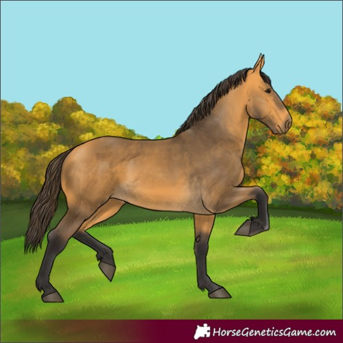 Horse Color:Buckskin 