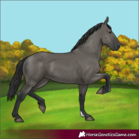 Horse Color:Grullo 