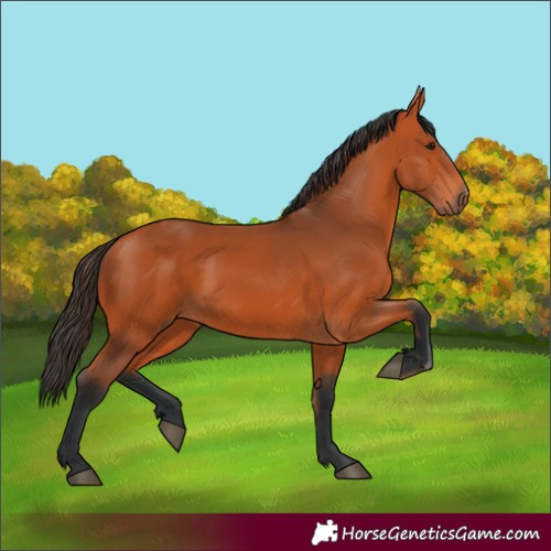Horse Color:Bay 