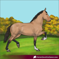 Horse Color:Bay Dun