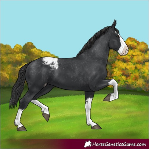 Horse Color:Unknown 