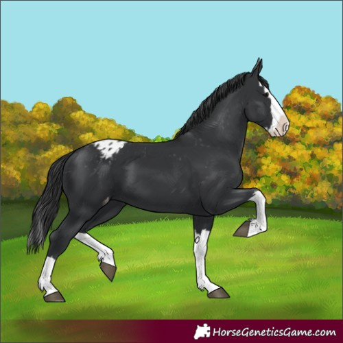 Horse Color:Black Splash Appaloosa