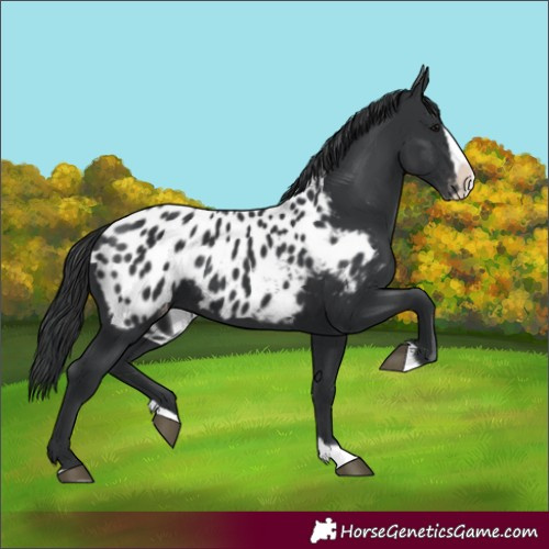 Horse Color:Black Splash Appaloosa 