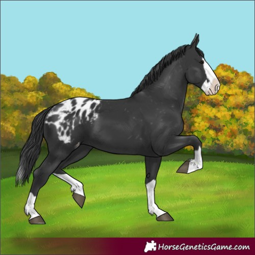 Horse Color:Black Splash Blanket
