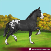 Horse Color:Black Splash Blanket 