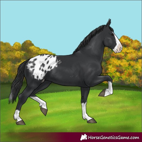 Horse Color:Black Splash Appaloosa