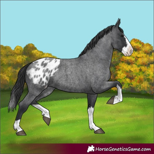 Horse Color:Unknown 