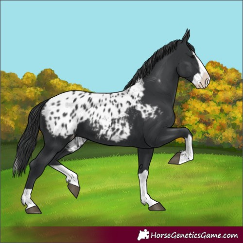 Horse Color:Black Splash Appaloosa