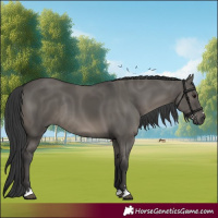 Horse Color:Grullo Rabicano