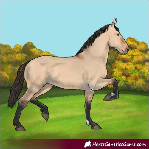 Horse Color:Bay Dun 