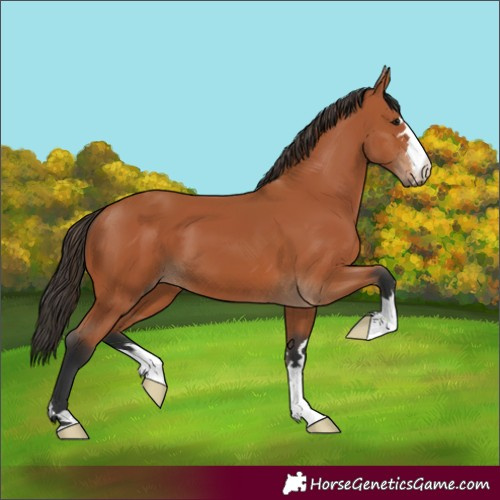 Horse Color:Bay 