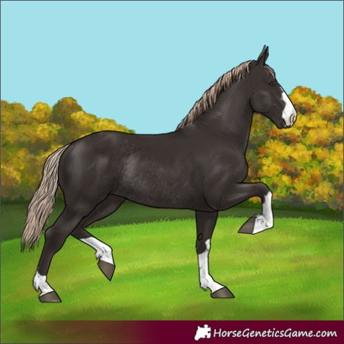Horse Color:Liver Chestnut Rabicano