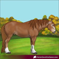 Horse Color:Gray Chestnut 