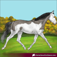 Horse Color:Grullo Splash Frame Rabicano 