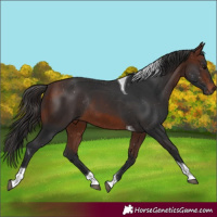 Horse Color:Bay Tobiano Rabicano 