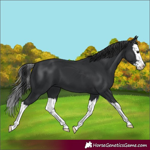 Horse Color:Black Splash