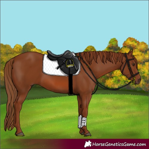 Horse Color:Chestnut 