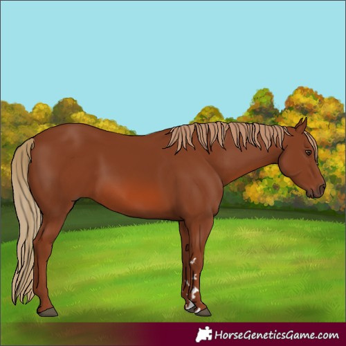 Horse Color:Chestnut 