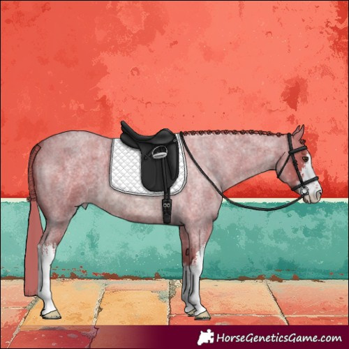 Horse Color:Watercolor White Spotted Red Roan 