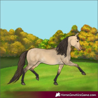 Horse Color:Buckskin Dun 