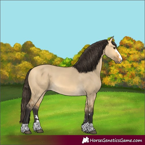 Horse Color:Buckskin Dun 