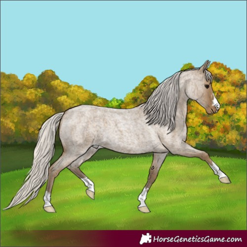 Horse Color:Silver Smoky Blue Roan 