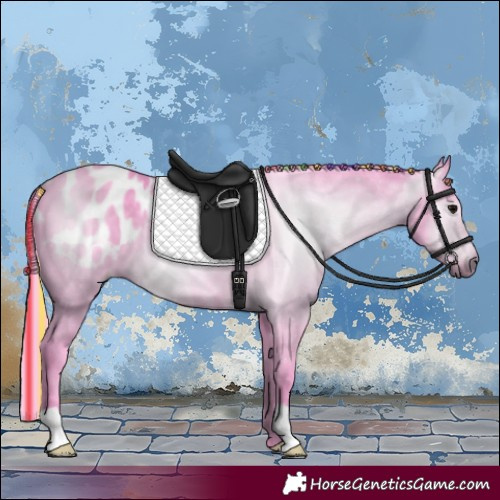 Horse Color:Gray Painted Watercolor Black Appaloosa 