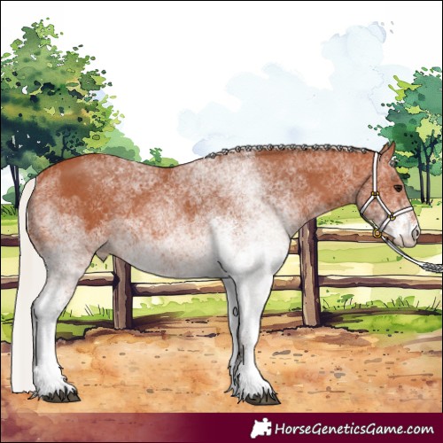 Horse Color:White Spotted Silver Bay 
