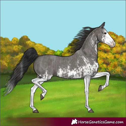 Horse Color:Grullo Sabino Splash  and Grullo Sabino Splash Appaloosa 