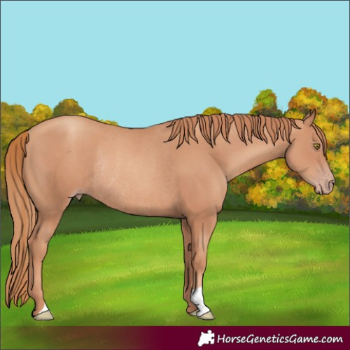 Horse Color:Gold Champagne Rabicano