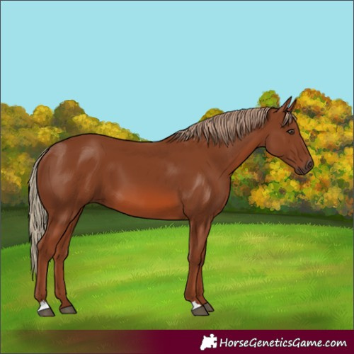 Horse Color:Chestnut 