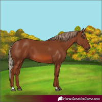 Horse Color:Chestnut 